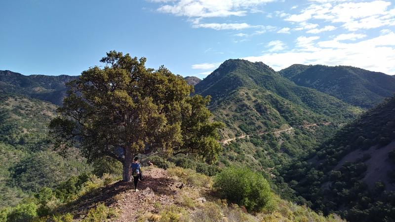 corcho, alcornoque, Castellón