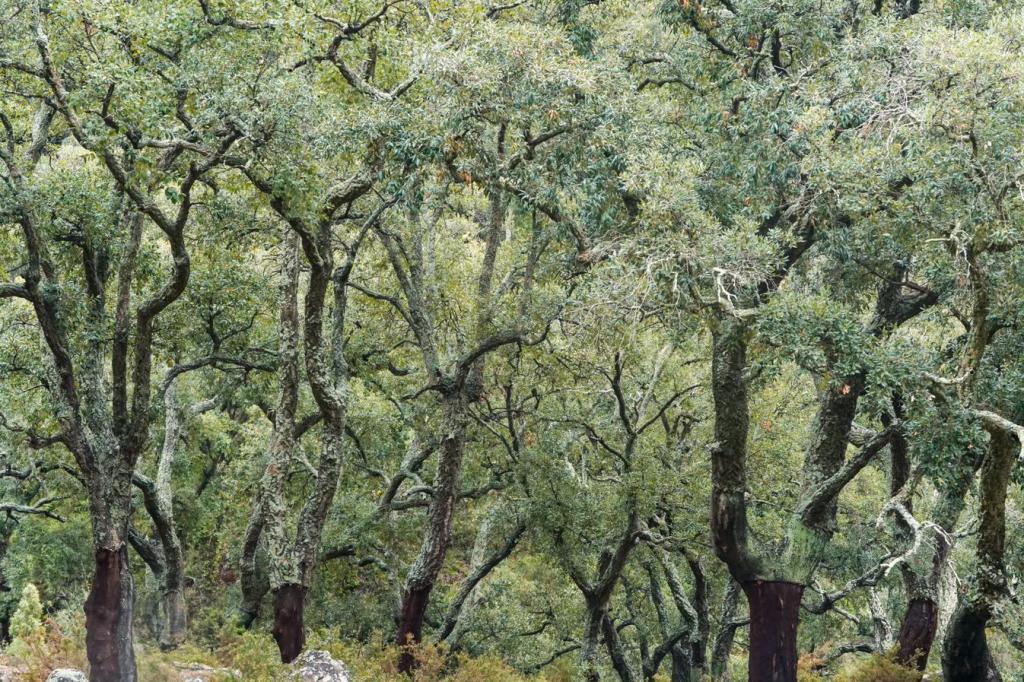 Sierra de Espadán, alcornoques, corcho