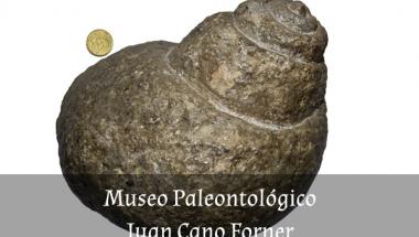 Colección Museográfica de Paleontología Juan Cano Forner